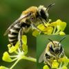 Colletes sp.